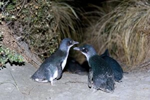 Images Dated 16th December 2008: Little blue Penguin - penguins just coming ashore at night to proceed to their nests which are