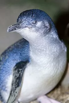 Images Dated 16th December 2008: Little blue Penguin - portrait of an adult penguin just coming ashore at night