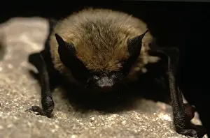 Little Brown Bat