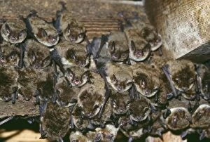 Images Dated 29th August 2006: Little Brown Bats - colony of 2500