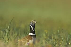 Images Dated 26th July 2007: Little Bustard - breeding male on territory