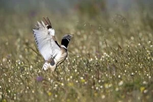 Images Dated 18th April 2013: Little Bustard - in courtship display flight Castro