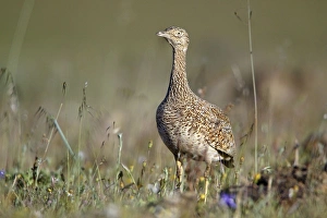 Bustards Gallery: Little Bustard - female at lek