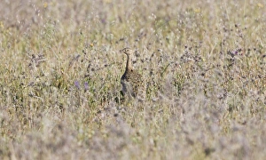 Images Dated 19th April 2009: Little Bustard - female stood in grass - April - Extremadura - Spain