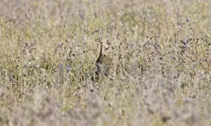 Bustards Prints: Little Bustard - female stood in grass - April - Extremadura - Spain