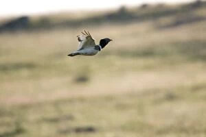 Images Dated 17th April 2007: Little Bustard in flight, Extremadura Spain April