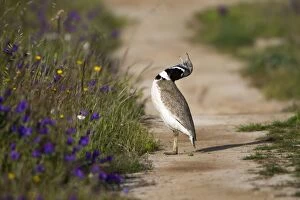 Bustards Gallery: Little Bustard - male calling from dust track during