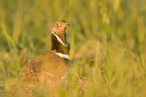 Images Dated 12th May 2010: Little Bustard - Male - Display