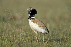 Bustards Gallery: Little Bustard - male displaying at lek