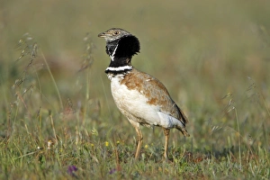 Images Dated 5th April 2009: Little Bustard - male displaying at lek, Herdade de Sao Marcos Great Bustard Reseve and NP