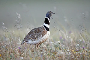 Images Dated 1st April 2009: Little Bustard - male on grassland