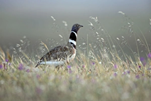 Images Dated 1st April 2009: Little Bustard - male on grassland