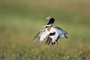 Images Dated 13th April 2006: Little Bustard - male jumping display