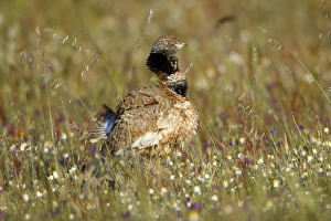Bustards Gallery: Little Bustard - male ruffling feathers