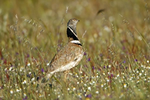 Bustards Gallery: Little Bustard - male amongst wild flowers