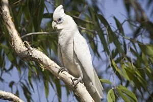 Images Dated 10th September 2011: Little Corella