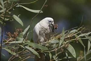 Images Dated 10th September 2011: Little Corella