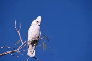Corella Prints: Little Corella