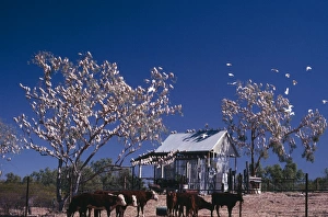Little Corella - flock