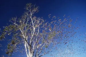 Corella Prints: Little Corella Australia