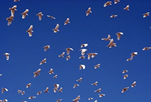 Images Dated 2nd September 2004: Little Corella Australia