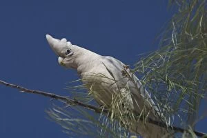 Images Dated 9th September 2004: Little Corella Found throughout most of Australia in dry woodland, mulga and mallee