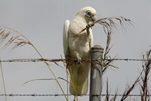 Images Dated 13th March 2006: Little Corella eating grass seeds Inhabits open woodland, mallee