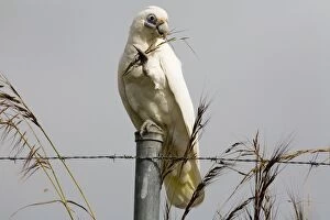 Images Dated 13th March 2006: Little Corella eating a seed head Inhabits open woodland, mallee