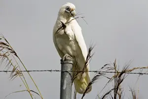 Corella Prints: Little Corella eating a seed head Inhabits open woodland
