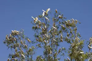 Corella Prints: Little Corella flock in tree Little Corellas sometimes travel in flocks of several hundred often near outback stations