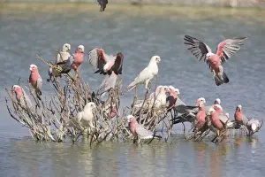 Little Corella and Galah (Eolophus rose) At the sewage ponds at Aputula Aboriginal Community, Finke, Northern Territory, Australia