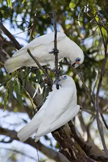 Little Corella. Inhabit tree-lined watercourses and adjacent plains. Flocks feed on ground and congregate in trees to strip leaves and roost. Abundant and widespread. Swan River, Perth, W. Australia