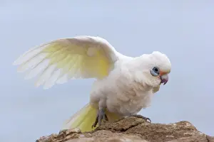 Corella Prints: Little Corella - Little Corella sits on a rock and stretches its wing - Cape Range National Park