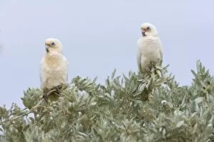 Images Dated 29th July 2008: Little Corella - two Little Corellas sitting on a bush at a beach at Ningaloo Reef - Cape Range