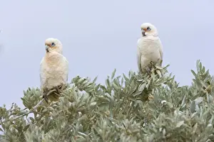 Corella Prints: Little Corella - two Little Corellas sitting on a bush at a beach at Ningaloo Reef - Cape Range National Park