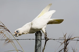 Images Dated 13th March 2006: Little Corella reaching for a seed head Inhabits open woodland, mallee, mulga