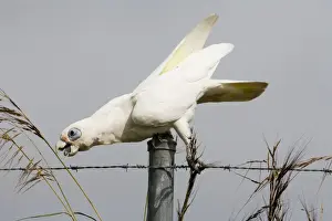 Corella Prints: Little Corella reaching for a seed head Inhabits open woodland