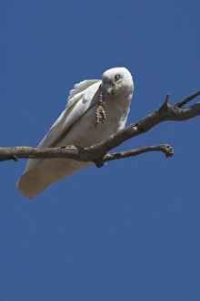 Mulga Parrot
