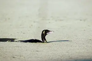 Cormorants Prints: Little Cormorant