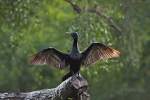 Images Dated 21st October 2008: Little Cormorant - drying wings