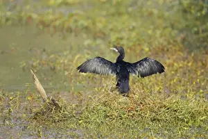 Little Cormorant - drying wings - Keoladeo Ghana National Park - Bharatpur - Rajasthan - India BI018134
