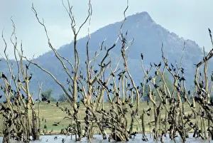Cormorants Prints: Little Cormorant - Galoya National Park - Sri Lanka