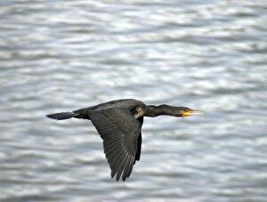 Images Dated 24th September 2006: Little Cormorant, India, in flight