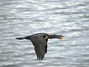 Little Cormorant, India, in flight