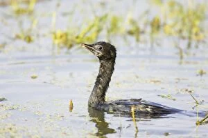 Little Cormorant - swimming