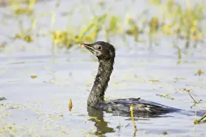 Little Cormorant - swimming - Keoladeo Ghana National Park - Bharatpur - Rajasthan - India BI018137