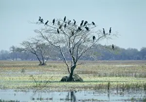 Little Cormorants - In tree - Bharatpur, India