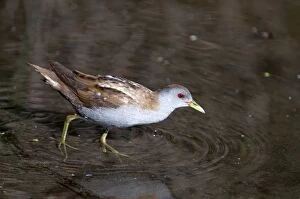 Images Dated 2nd May 2010: Little Crake - adult female - walking in shallow water - Lesvos