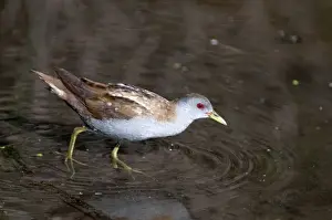 Lesvos Prints: Little Crake - adult female - walking in shallow water - Lesvos