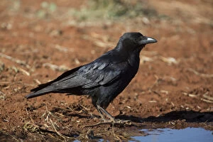 Little Crow - About to drink at a pool - Papunya
